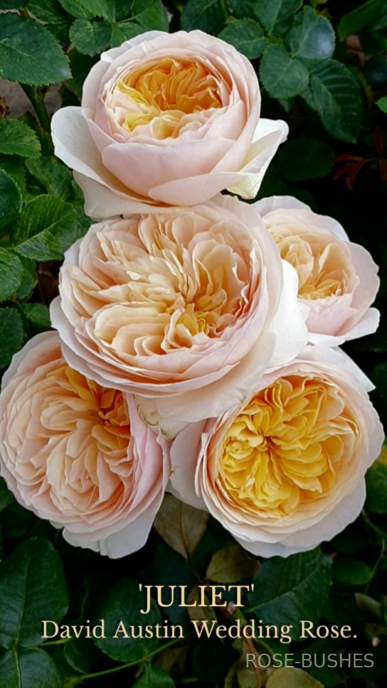 �������. Juliet. (����.)